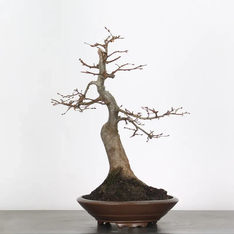 image supplémentaire - CHARME "Carpinus" 4-8