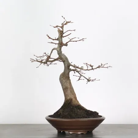 image supplémentaire - HORNBEAM "CARPINUS" 4-8