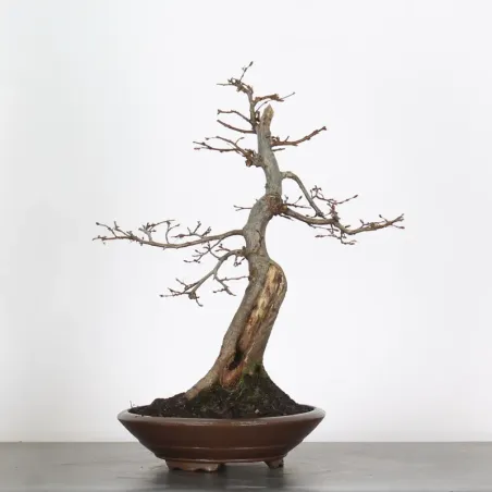 CHARME "Carpinus" 4-8