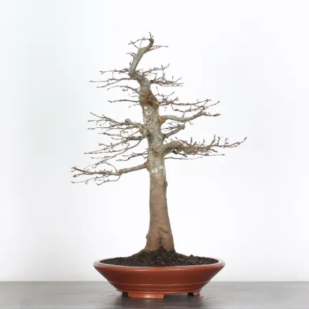 CHARME "Carpinus" 4-9