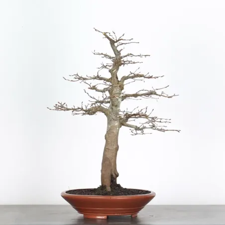 image supplémentaire - CHARME "Carpinus" 4-9