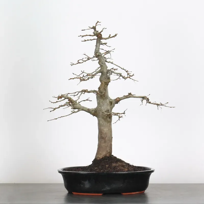 image supplémentaire - HORNBEAM "CARPINUS" 4-10