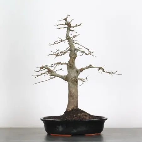 image supplémentaire - HORNBEAM "CARPINUS" 4-10