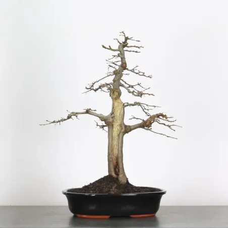 CHARME "Carpinus" 4-10