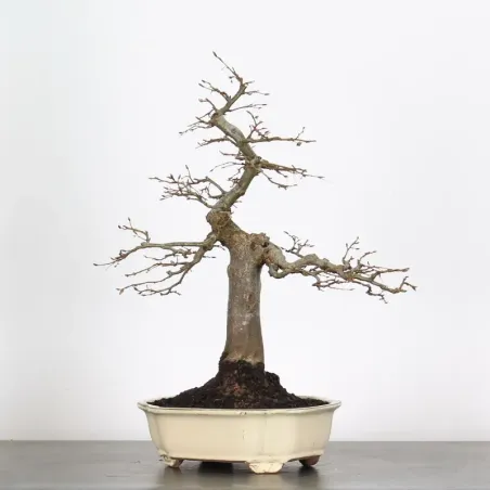 image supplémentaire - CHARME "Carpinus" 4-11