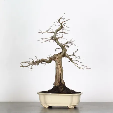 CHARME "Carpinus" 4-11