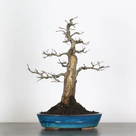 HORNBEAM "CARPINUS" 4-13