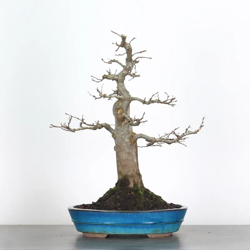 image supplémentaire - HORNBEAM "CARPINUS" 4-13