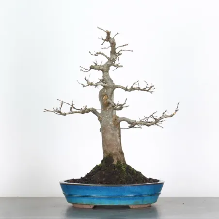 image supplémentaire - CHARME "Carpinus" 4-13