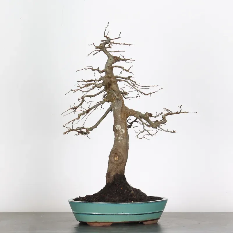 image supplémentaire - HORNBEAM "CARPINUS" 4-14