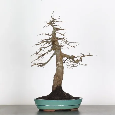 image supplémentaire - HORNBEAM "CARPINUS" 4-14