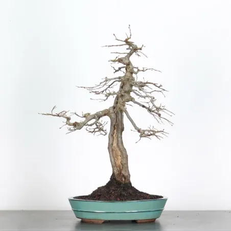 HORNBEAM "CARPINUS" 4-14