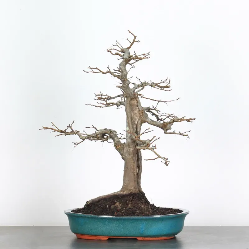 image supplémentaire - HORNBEAM "CARPINUS" 4-15