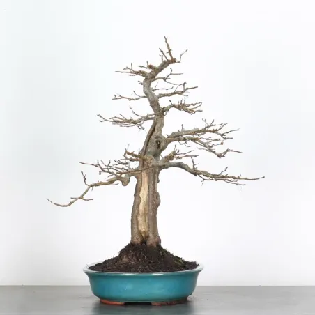 CHARME "Carpinus" 4-15