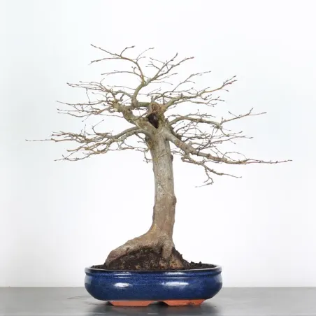 HORNBEAM "CARPINUS" 5-1