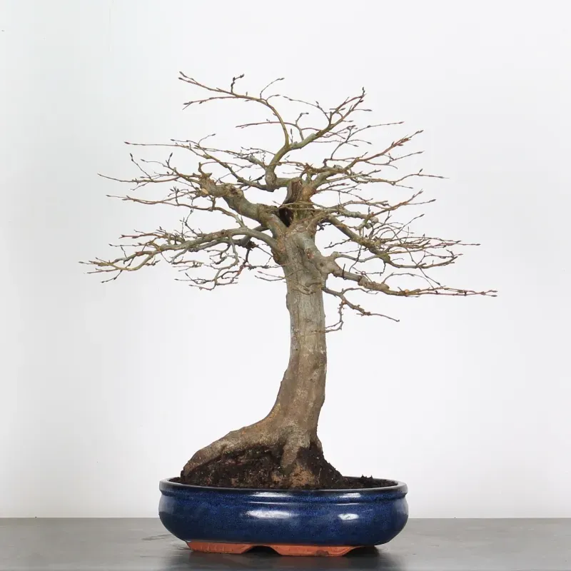 image supplémentaire - CHARME "Carpinus" 5-1