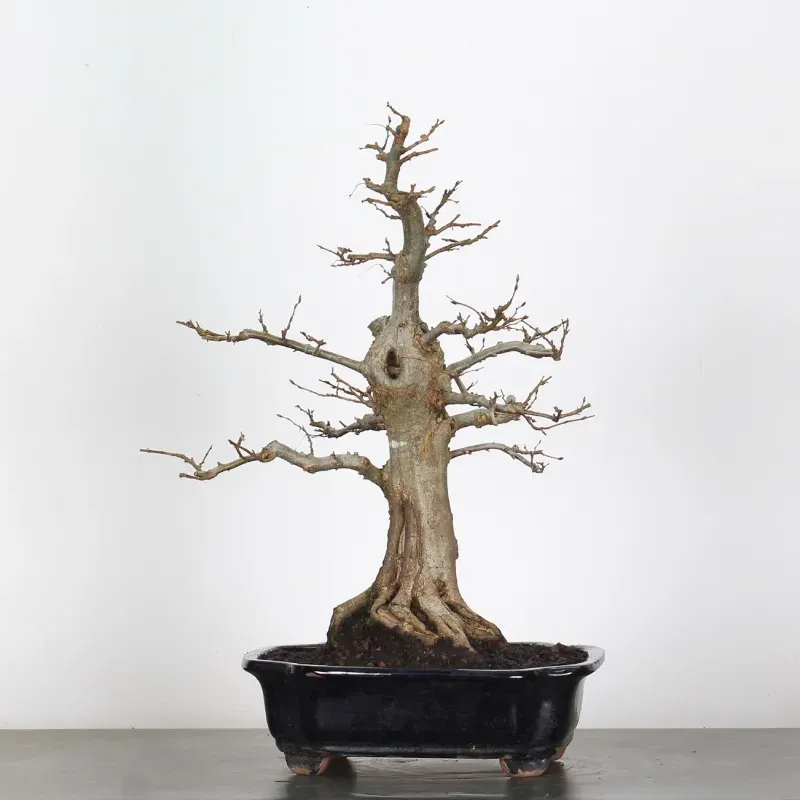 image supplémentaire - CHARME "Carpinus" 5-2