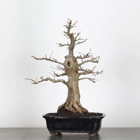 image supplémentaire - CHARME "Carpinus" 5-2