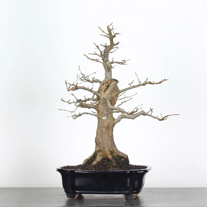 Bonsai Charmes CH-5-2