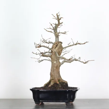 Bonsai Charmes CH-5-2