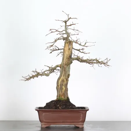 HORNBEAM "CARPINUS" 5-6