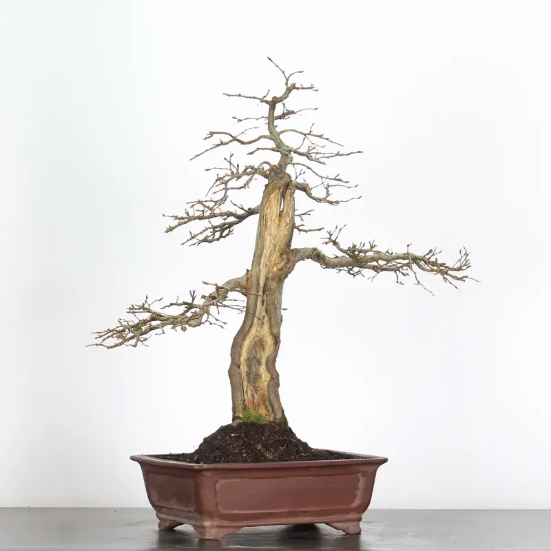 image supplémentaire - CHARME "Carpinus" 5-6