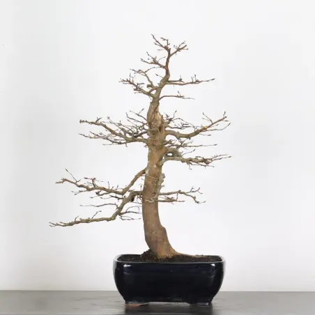 image supplémentaire - HORNBEAM "CARPINUS" 5-7