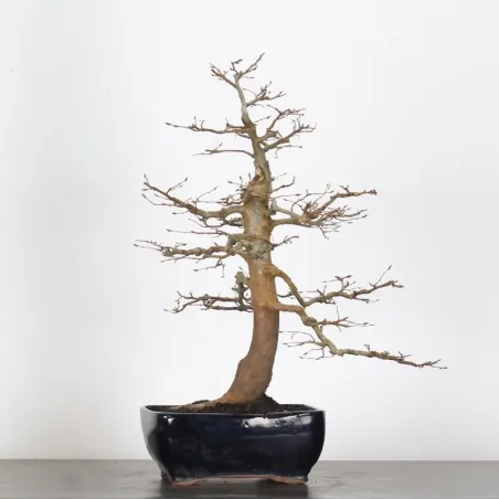 HORNBEAM "CARPINUS" 5-7