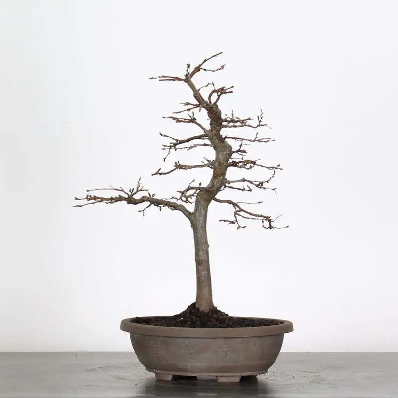 image supplémentaire - PREBONSAI HORNBEAM...