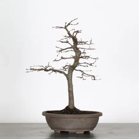 image supplémentaire - PREBONSAI CHARME "CARPINUS"...