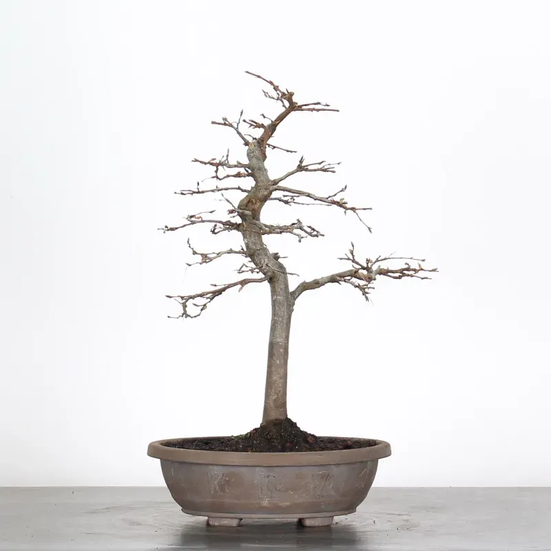 PREBONSAI CHARME "CARPINUS" n°4