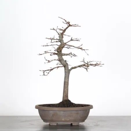 PREBONSAI HORNBEAM "CARPINUS" n°4