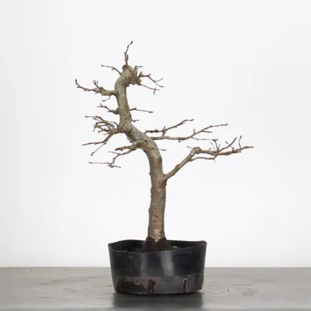PREBONSAI CHARME "CARPINUS" N°8