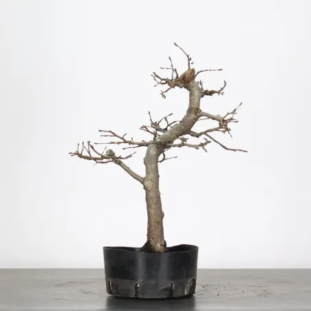 image supplémentaire - PREBONSAI HORNBEAM...