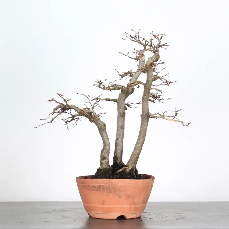 PREBONSAI FORÊT CHARME "CARPINUS" N°11
