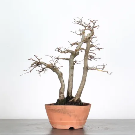 PREBONSAI FORÊT CHARME "CARPINUS" N°11