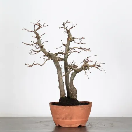 image supplémentaire - PREBONSAI FOREST HORNBEAM...