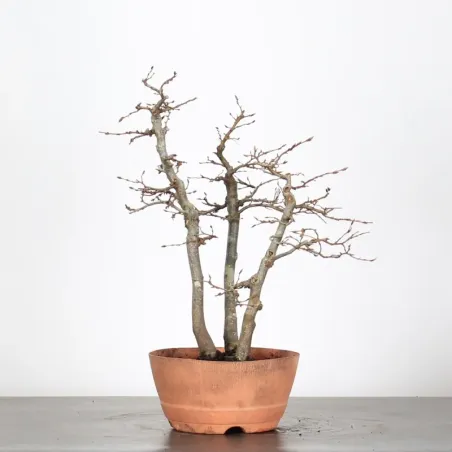PREBONSAI FORÊT CHARME "CARPINUS" N°13