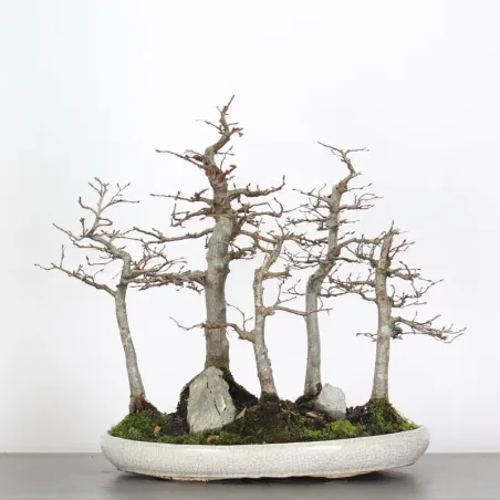 Bonsai Charmes Forêt CHF-1-3
