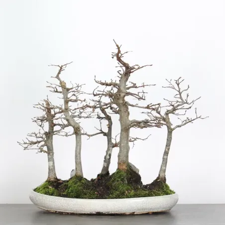 image supplémentaire - CHARME FORET "Carpinus" 1-3