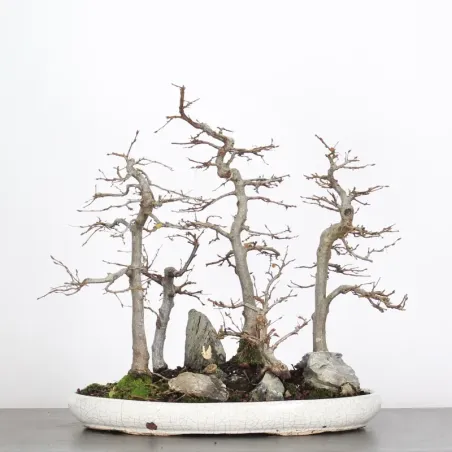 Bonsai Charmes Forêt CHF-1-6