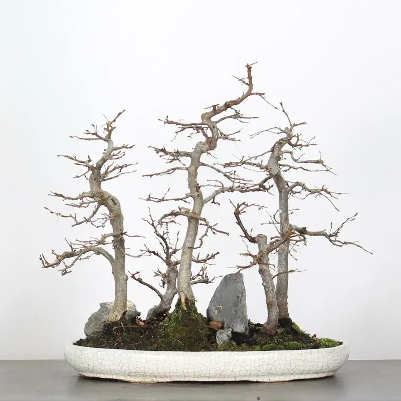 image supplémentaire - HORNBEAM FOREST "CARPINUS" 1-6