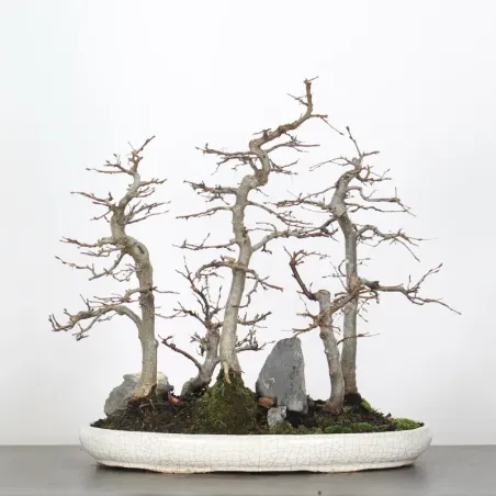 image supplémentaire - HORNBEAM FOREST "CARPINUS" 1-6