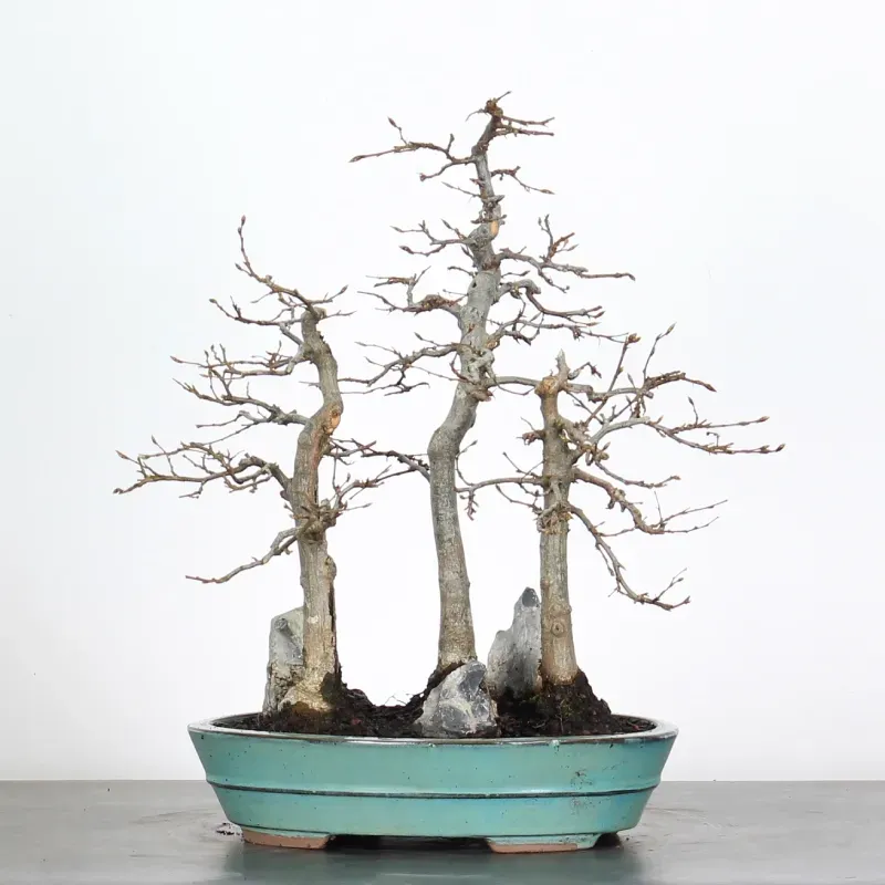 HORNBEAM FOREST "CARPINUS" 1-7