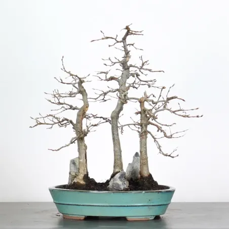 HORNBEAM FOREST "CARPINUS" 1-7