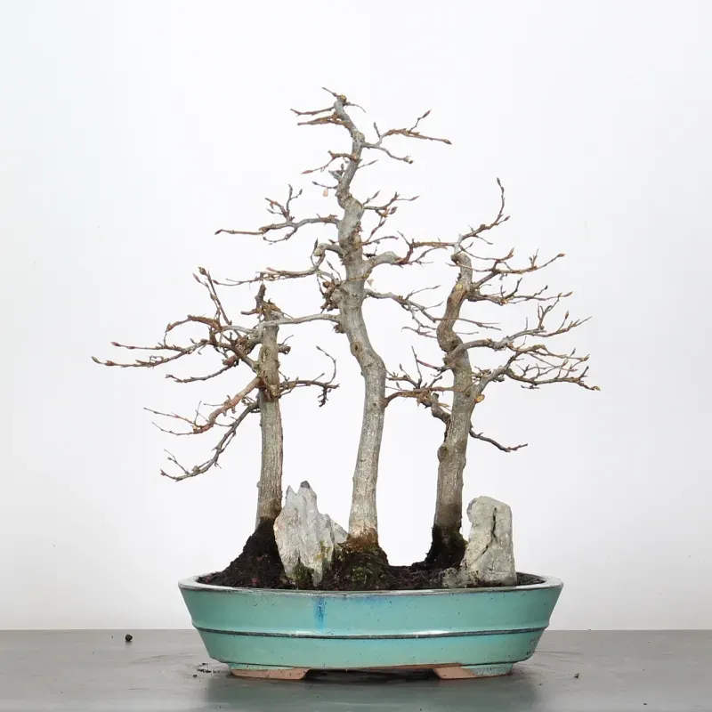 image supplémentaire - HORNBEAM FOREST "CARPINUS" 1-7