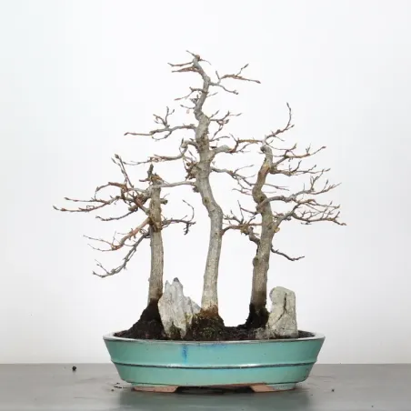 image supplémentaire - CHARME FORET "Carpinus" 1-7