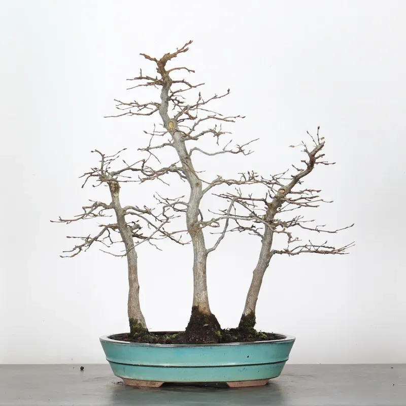 image supplémentaire - HORNBEAM FOREST "CARPINUS" 1-8