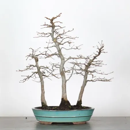 image supplémentaire - CHARME FORET "Carpinus" 1-8