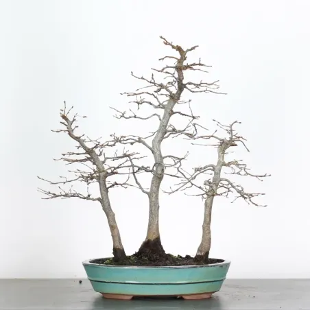 CHARME FORET "Carpinus" 1-8